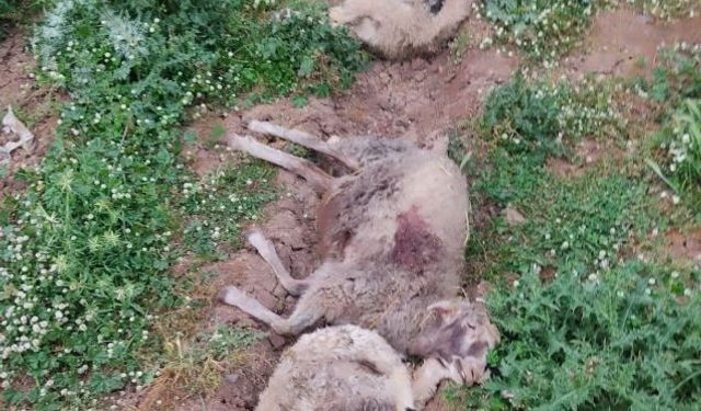 Diyarbakır'da başıboş köpekler ağıla girdi: 4 hayvan telef oldu
