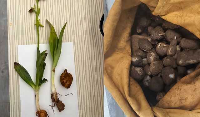 Doğadan izinsiz toplanan yaklaşık 6 kilogram salep yumrusuna el konuldu