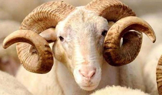 Gaziantep'te küçükbaş kurbanlık fiyatları belli oldu