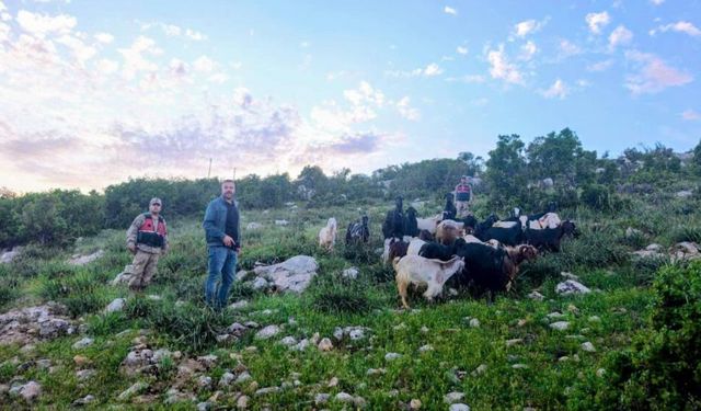 Kilis’te kaybolan 90 küçükbaş hayvan bulundu