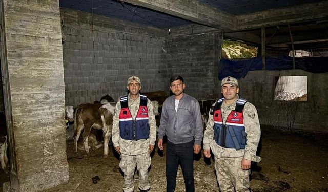 Kilis’te kaybolan büyükbaş hayvanlar jandarma tarafından bulundu