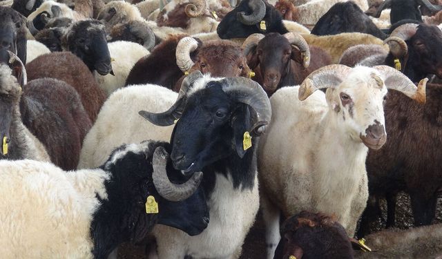 Kurbanlık fiyatları bu yıl ne kadar oldu?