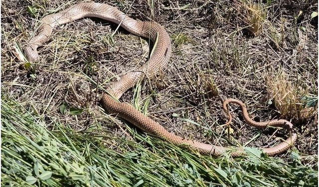 Malatya'da yaklaşık 5 metre uzunluğunda yılan bulundu