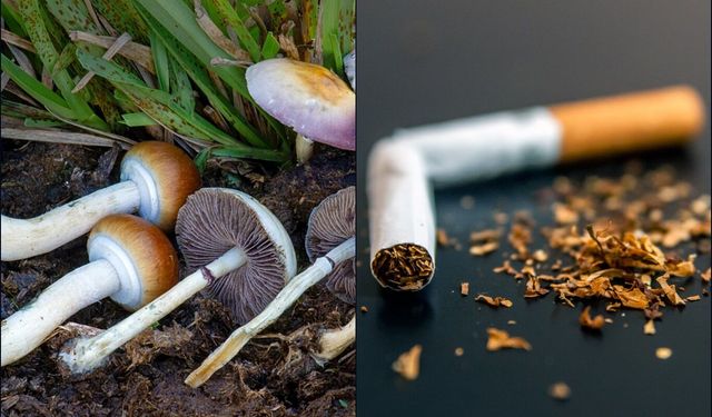 "Sihirli mantar" deneyi: Sigarayı bırakma oranı 6 kat arttı