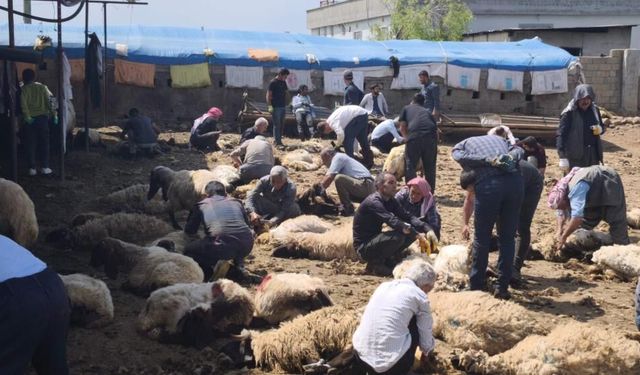 Silopi'de göçerler yüzlerce koyunu imece usulü kırkıyor
