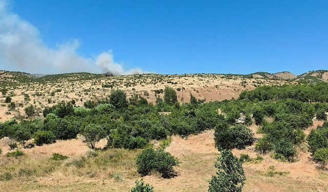 Diyarbakır'da ağaçlık alanda yangın