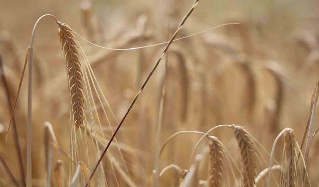 Elazığ'da aşırı yağış arpayı değil yaban otunu besledi