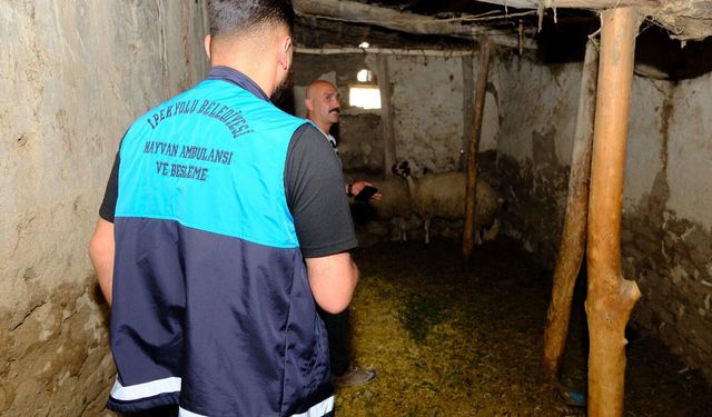 8 mahalle kuduz vakası nedeniyle karantinaya alındı