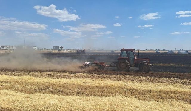 80 dönüm buğday ekili alan küle döndü