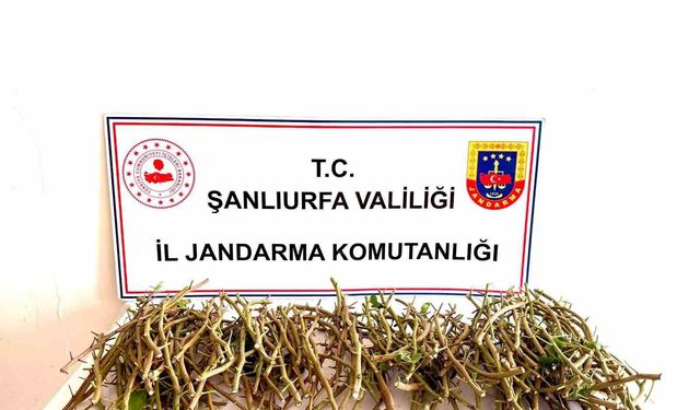 Hırsızlar bu defa fıstık aşı kalemi çaldı