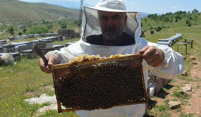 Arıcı Taş: Arı bakımında doğal yöntemler tercih edilmeli