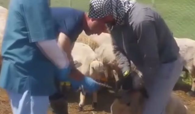 Bingöl’de hayvan sağlığı için ekipler seferber oldu