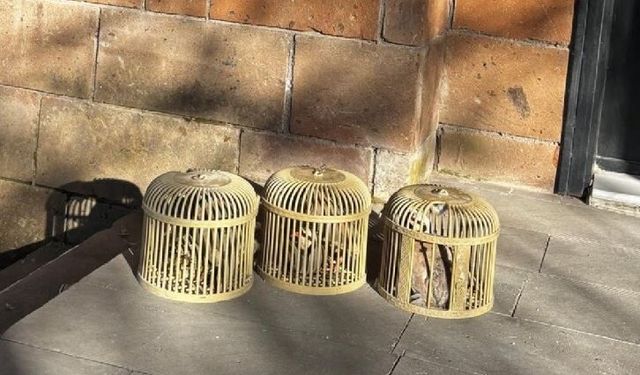 Bitlis'te kaçak avcılara ağır ceza