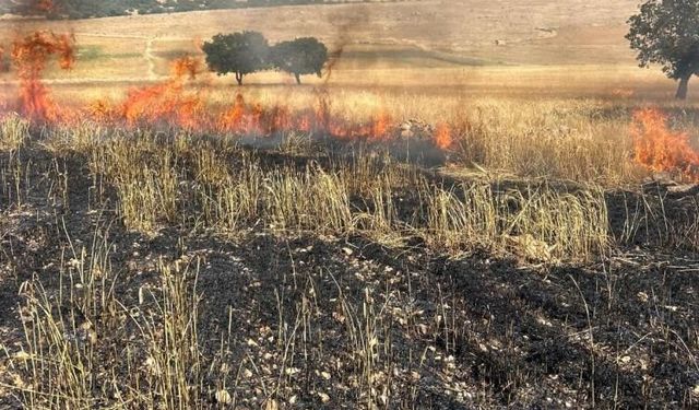 Diyarbakır'da 200 dönüm buğday tarlası kül oldu