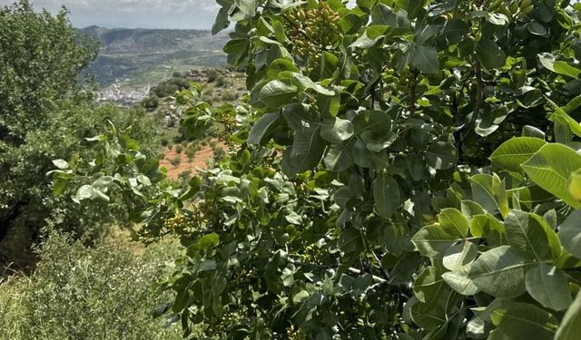 Diyarbakır'da fıstık üretimi artıyor: Hedef bin ton rekolte