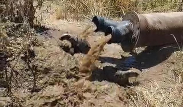 Diyarbakır'da şaşırtan görüntü! Sulama borusundan iki porsuk çıktı