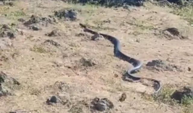 Diyarbakır'da yaklaşık 3 metre uzunluğunda yılan görüntülendi