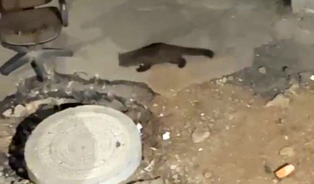Gece yarısı kameraya yakalandı: Görenler gözlerine inanamadı