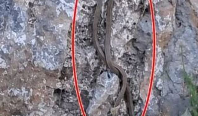 Kaldırımda yürüyen vatandaşların önüne aniden yılanlar düştü