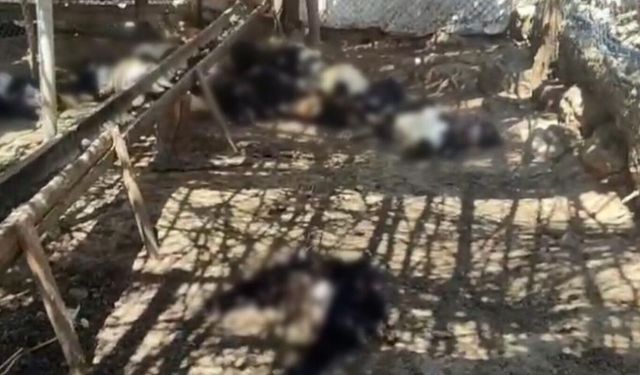 Ağıla giren başıboş köpekler 26 keçiyi telef etti
