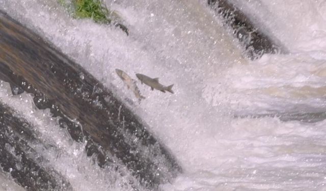 Tatlı su kefalleri akıntıya meydan okuyor! Kars'ta inci kefalini aratmayan göç