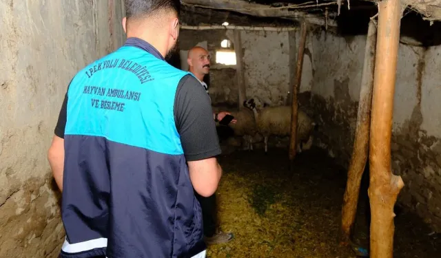 Van'da kuduz alarmı: 8 mahalle karantinaya alındı