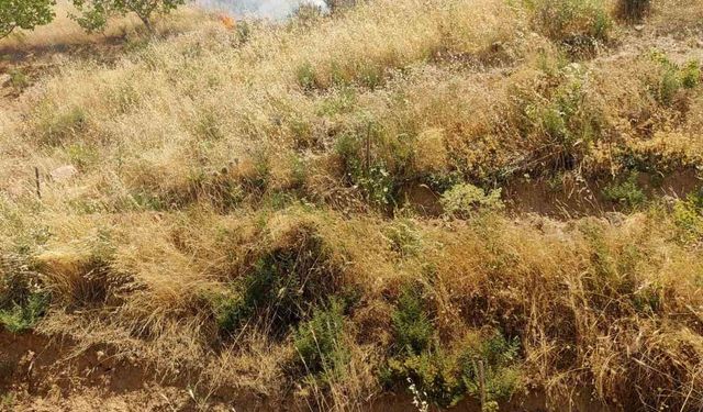 Fıstık bahçesinde çıkan yangında 95 ağaç kül oldu