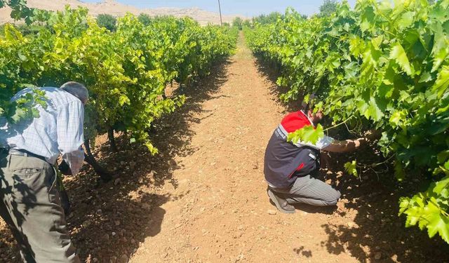 Gercüş'te bağ küllemesine karşı yerinde inceleme yapıldı