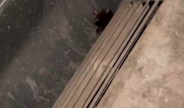 Havalandırma kazanına düşen 2 yavru kedi kurtarıldı