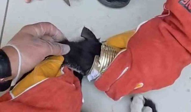 Kafasını tenekeye sıkıştıran kediyi itfaiye kurtardı