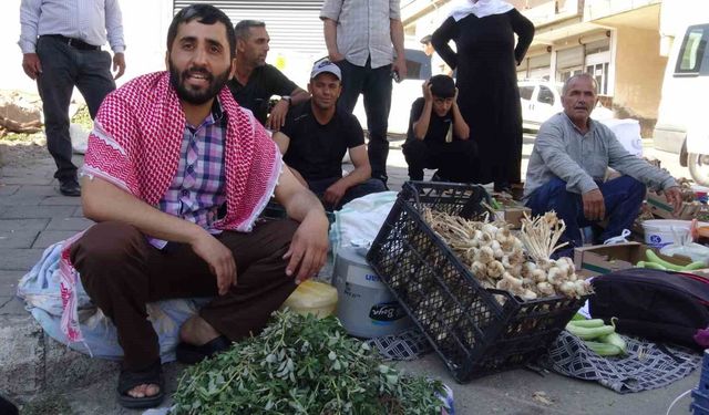 Kendiliğinden yetişen semizotu kimine sağlık kimine geçim kaynağı