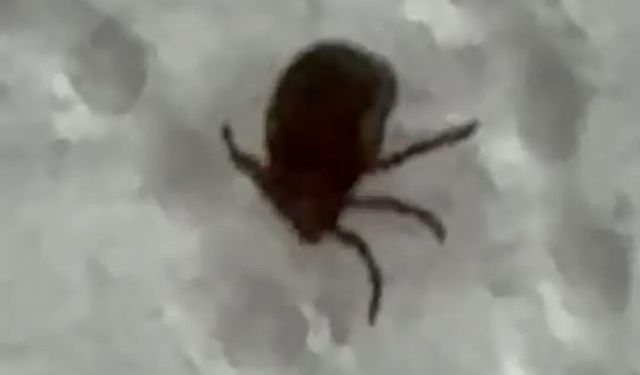 Kenenin ısırdığı vatandaş kontrol amacıyla hastaneye başvurdu