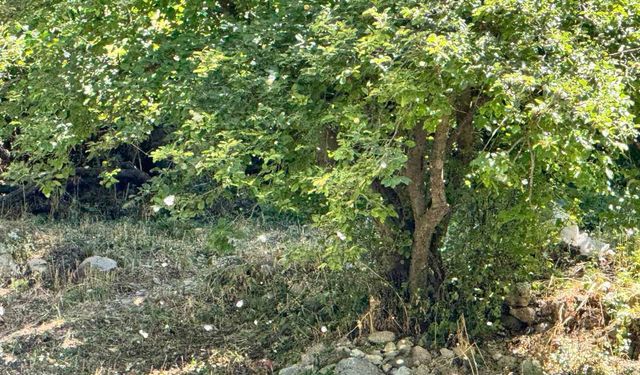 Polenler köyü beyaz örtüyle kapladı