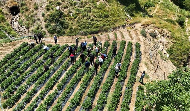 Siirt'te çilek hasadına başlandı