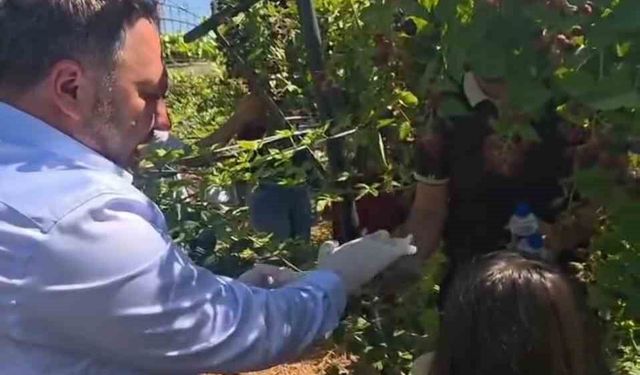 Siirt'te özel bireyler ve çocuklar böğürtlen hasadında buluştu