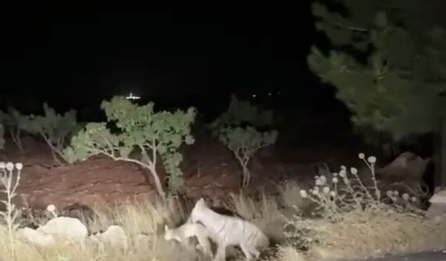 Sırtlanın avını bütün halinde taşıması kameraya yansıdı