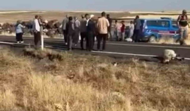 Siverek'te işçi minibüsü koyun sürüsüne daldı