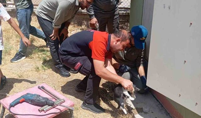 Trafo deliğine başı sıkışan kedi kurtarıldı