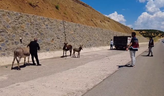 Başıboş bırakılan hayvanların sahiplerine ceza