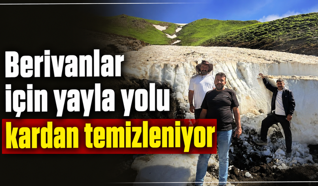 Berivanlar için 3 bin 300 rakımlı yaylada çalışma sürüyor
