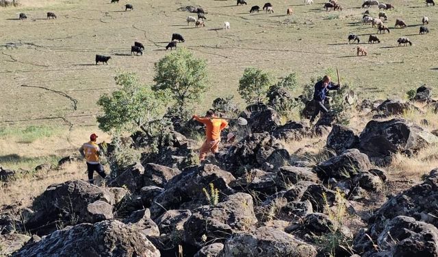 Bitlis'te çıkan yangında 500 dönüm kül oldu