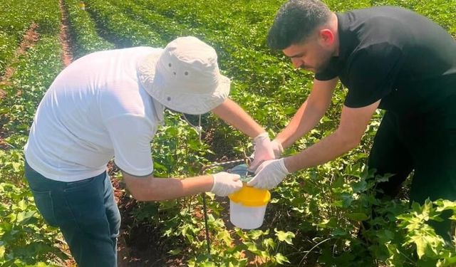 Cizre'de pamuk tarlalarına feromon tuzakları kuruldu
