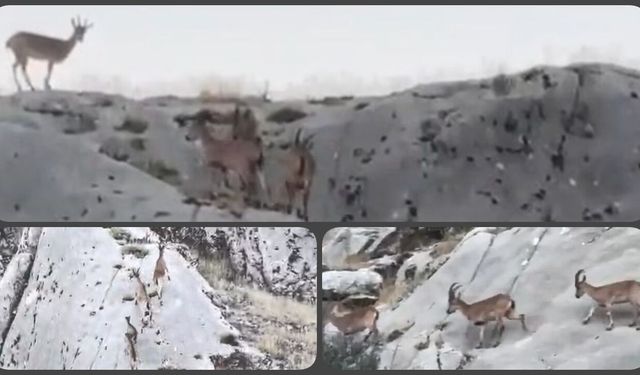 Elazığ'da dağ keçileri drone ile görüntülendi