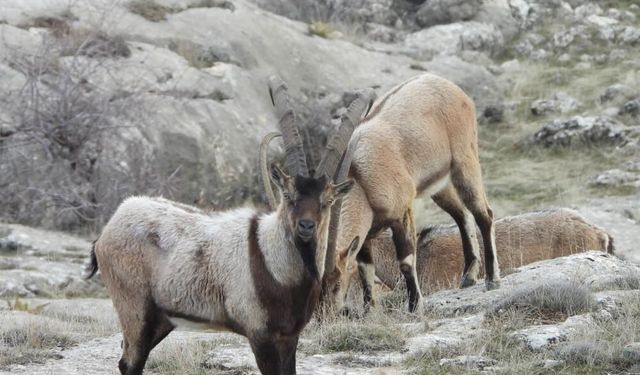 Doğu ilinde 7 dağ keçisi resmen avlanacak: 2,1 milyon lira fiyat belirlendi