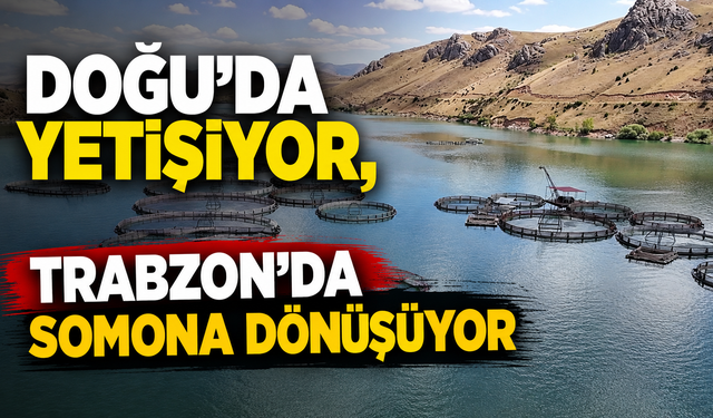 Doğu'da yetişiyor, Trabzon'da somona dönüşüyor