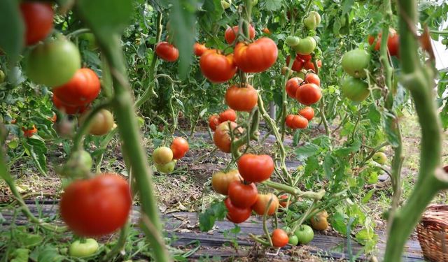 Domates hasadı başladı: Dekar başına 20 ton verim bekleniyor