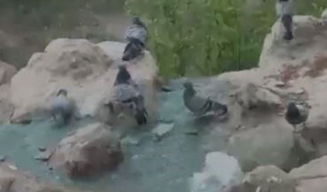 Elazığ'da kavurucu sıcaktan bunalan güvercinler suyla serinledi