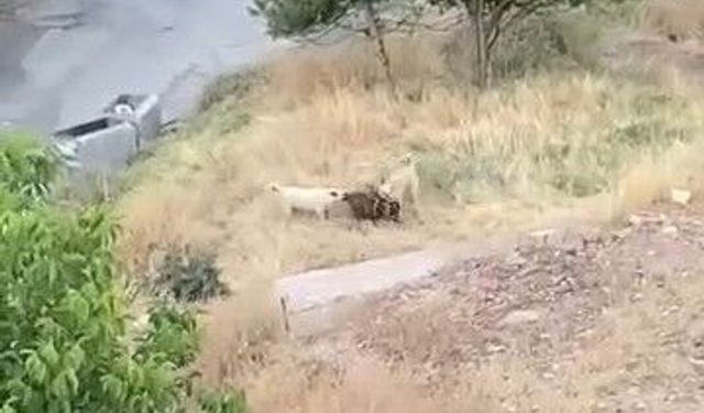 Elazığ’da sokak köpekleri 2 keçiyi telef etti
