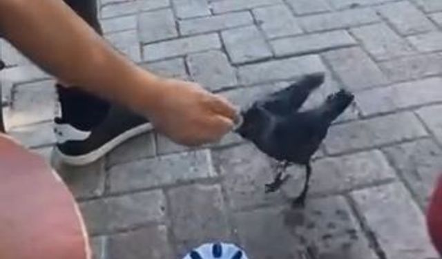 Elazığ'da vatandaş, kargayı elleriyle besledi