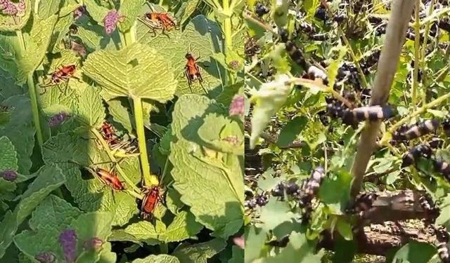 Hakkari'de çekirge istilası: Meyve ağaçlarını sardılar